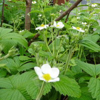 Moschus-Erdbeere / Zimt-Erdbeere (Fragaria moschata) Samen