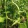 Griechische Riesenbohnen Gigantes (Phaseolus coccineus) Samen