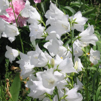 Pfirsichblättrige Glockenblume Alba (Campanula...