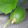 Honigmelone Minnesota Midget (Cucumis melo) Samen
