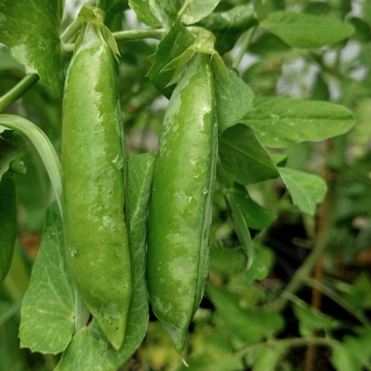Wintererbse 'Sima' (Pisum sativum) Bio