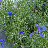 Blumenbouquet in Blau