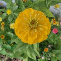 Blumenbouquet in Gelb - Sorten-Mix