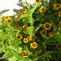 Blumenbouquet in Gelb - Sorten-Mix