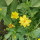 Blumenbouquet in Gelb - Sorten-Mix