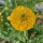 Blumenbouquet in Gelb - Sorten-Mix