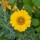 Blumenbouquet in Gelb - Sorten-Mix