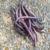 Violette Buschbohne Royal Burgundy (Phaseolus vulgaris)...