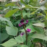 Violette Buschbohne Royal Burgundy (Phaseolus vulgaris) Samen