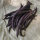 Violette Buschbohne Royal Burgundy (Phaseolus vulgaris) Samen