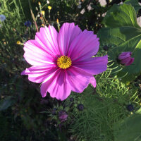 Cosmea / Schmuckkörbchen (Cosmos bipinnatus) Bio...