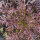 Blattsenf Red Frills (Brassica juncea) Samen