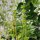 Baikal-Helmkraut/ Chinesisches Helmkraut (Scutellaria baicalensis) Bio