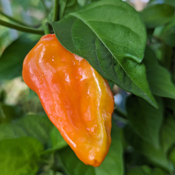 Milder Chili NuMex Suave Red (Capsicum chinense) Samen