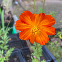 Orange Cosmea / Schmuckkörbchen (Cosmos sulphureus) Samen