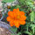 Orange Cosmea / Schmuckkörbchen (Cosmos sulphureus) Samen