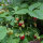 Monatserdbeere Attila (Fragaria vesca var. semperflorens) Samen