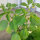 Violetter Tomatillo Purple (Physalis ixocarpa) Bio Samen