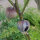 Violetter Tomatillo Purple (Physalis ixocarpa) Bio Samen