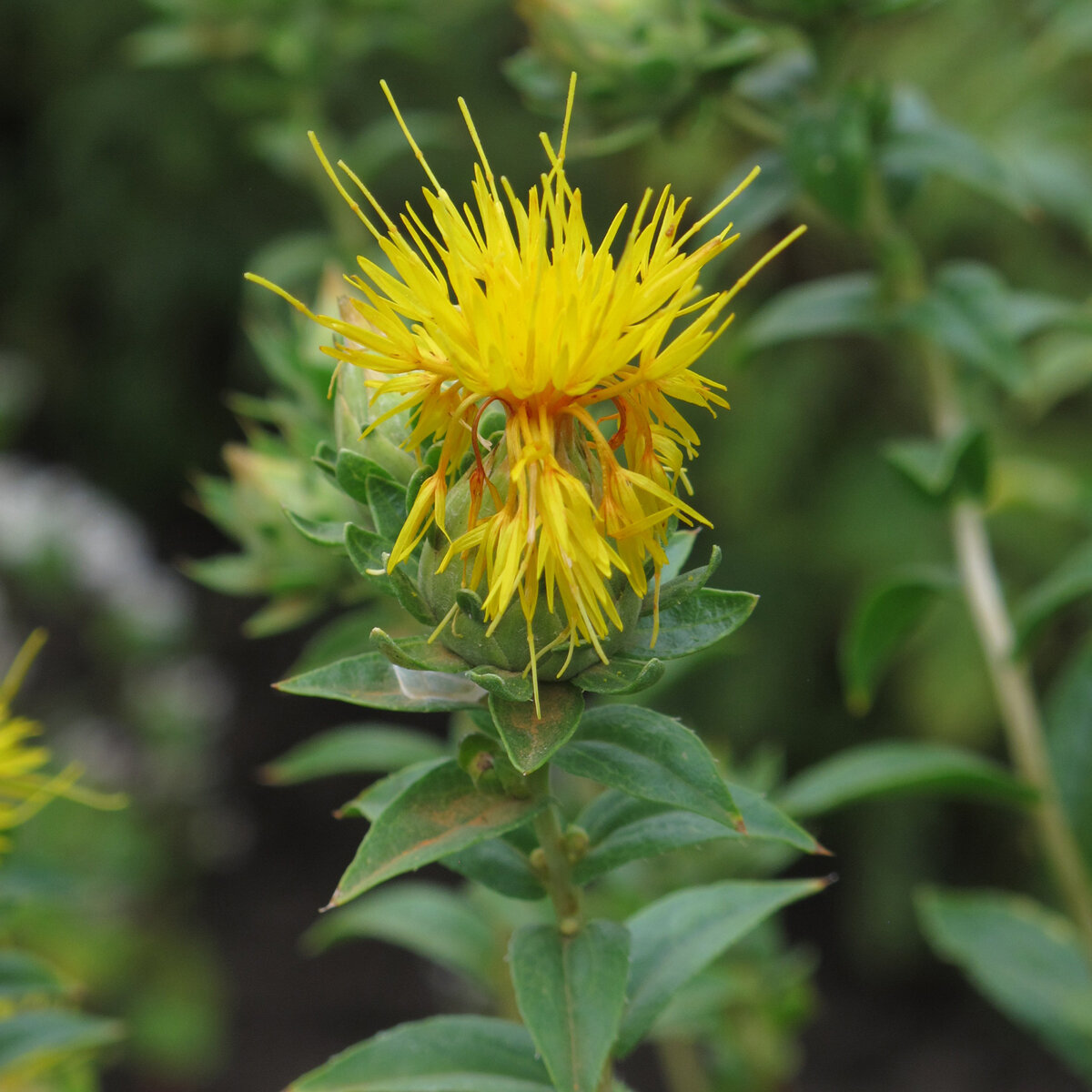 Färberdistel (Carthamus tinctorius) ca. 25 Samen der einjährigen