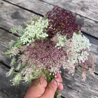 Violette Wilde Möhre Dara (Daucus carota) Samen
