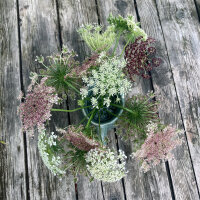 Violette Wilde Möhre (Daucus carota) Samen