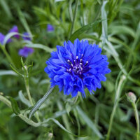 Sommerblumen in Blau (diverse Arten & Sorten) Saatgutmix