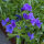 Sommerblumen in Blau (diverse Arten & Sorten) Saatgutmix