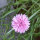 Sommerblumen in Rosa (diverse Arten & Sorten) Saatgutmix
