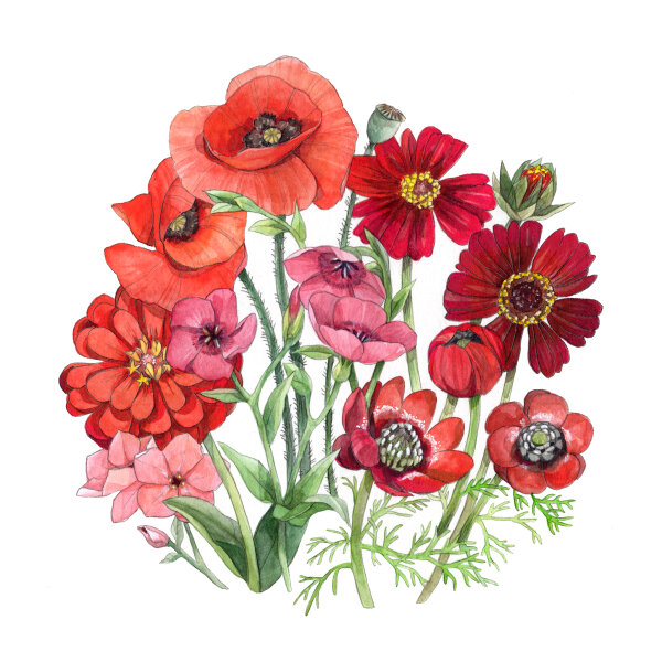 Sommerblumen in Rot (diverse Arten & Sorten) Saatgutmix
