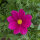 Sommerblumen in Rot (diverse Arten & Sorten) Saatgutmix
