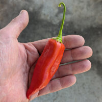 Chili Aji Delight (Capsicum baccatum) Bio-Saatgut