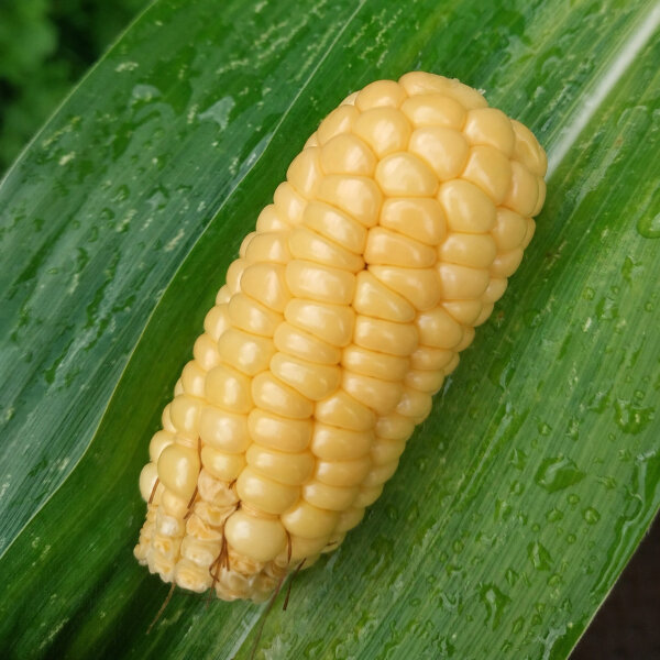 Zuckermais Yucon Chief (Zea mays) Bio-Saatgut