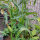 Zuckermais Yucon Chief (Zea mays) Bio-Saatgut