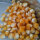 Zuckermais Yucon Chief (Zea mays) Bio-Saatgut