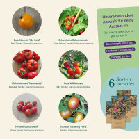 Balkon-Tomaten: Gute Sorten für...