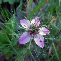 Rosa Jungfer im Grünen Persian Rose (Nigella...