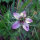 Rosa Jungfer im Grünen Persian Rose (Nigella damascena) Samen