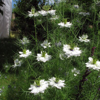 Weiße Jungfer im Grünen Miss Jekyll White...