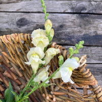 Weißes Löwenmäulchen Snowflake (Antirrhinum majus)  Samen