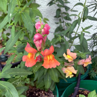Oranges Löwenmäulchen Orange Wonder (Antirrhinum majus)  Samen