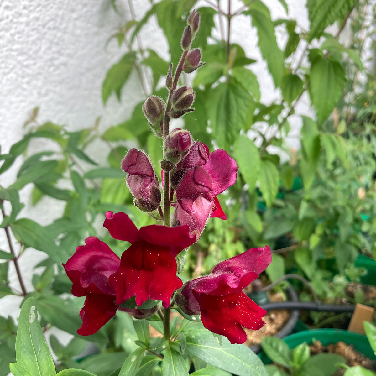 compo sana blumenerde zusammensetzung COMPO SANA Qualitäts-Blumenerde kaufen