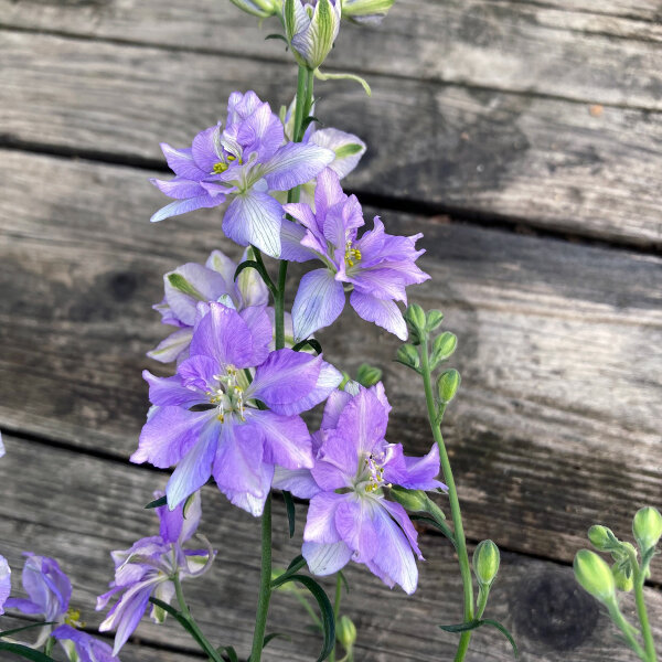 Blauer Feldrittersporn Blue Bell (Consolida ajacis) Samen