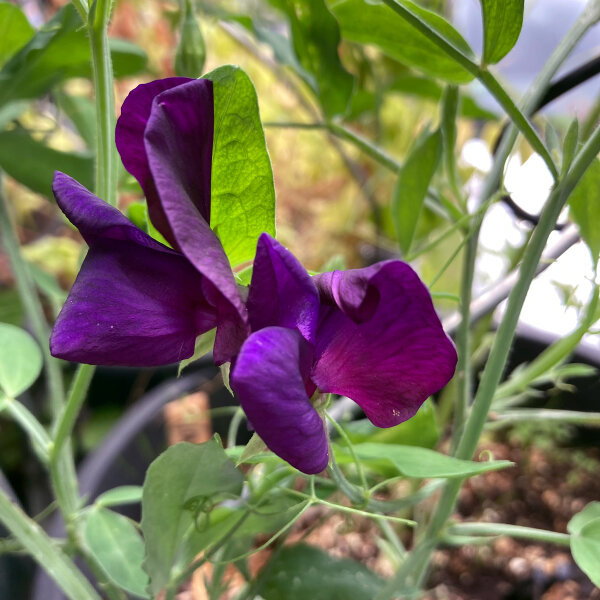 Blauviolette Duftwicke Lord Nelson (Lathyrus odoratus) Samen