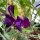 Blauviolette Duftwicke Lord Nelson (Lathyrus odoratus) Samen
