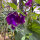 Blauviolette Duftwicke Lord Nelson (Lathyrus odoratus) Samen