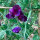 Blauviolette Duftwicke Lord Nelson (Lathyrus odoratus) Samen
