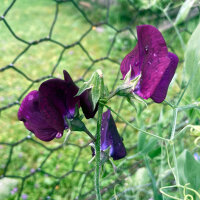 Bordeauxrote Duftwicke Beaujolais (Lathyrus odoratus) Samen