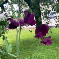 Bordeauxrote Duftwicke Beaujolais (Lathyrus odoratus) Samen