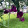 Bordeauxrote Duftwicke Beaujolais (Lathyrus odoratus) Samen